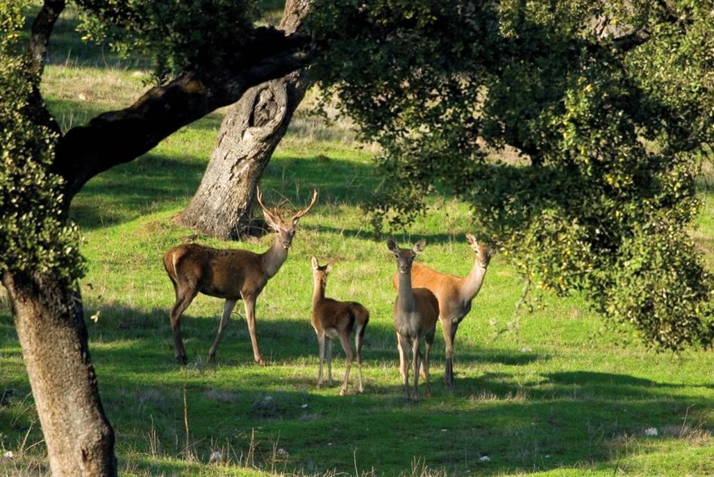 בית הארחה Molino Rio Alájar מראה חיצוני תמונה